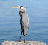 image of heron