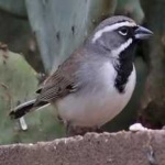 image of black_throated_sparrow #32