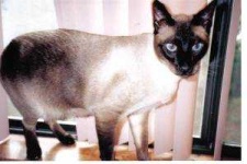 image of siamese #0