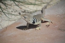 image of animal