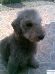 image of bedlington_terrier