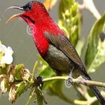 image of bird