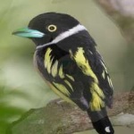 image of bird