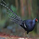 image of bird