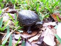 image of mud_turtle