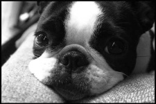 image of boston_bull