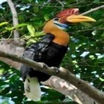 image of bird