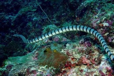 image of sea_snake