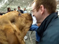 image of bloodhound