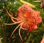 image of flower
