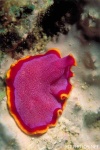 image of flatworm