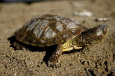 image of mud_turtle