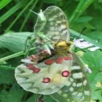 image of animal