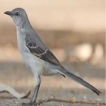 image of bird