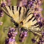 image of butterfly #28