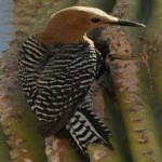 image of bird
