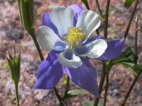 image of flower