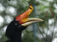 image of hornbill