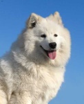 image of samoyed #14