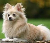image of pomeranian