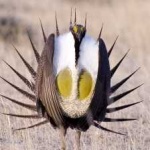 image of greator_sage_grouse #21