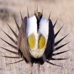 image of bird