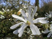 image of flower