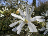 image of magnolia #26