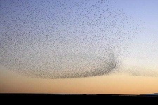 image of animal_migration