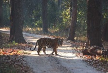image of animal