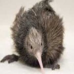 image of bird