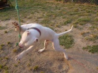 image of american_staffordshire_terrier