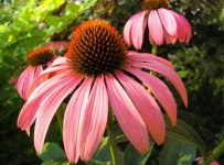 image of flower