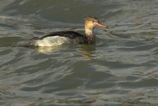 image of red_breasted_merganser
