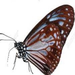 image of animal