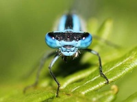 image of damselfly