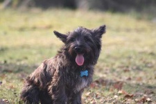 image of scottish_terrier #11