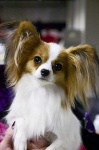 image of papillon