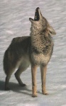 image of coyote