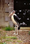 image of black_stork