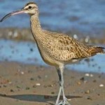 image of whimbrel #26