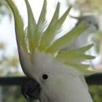 image of bird