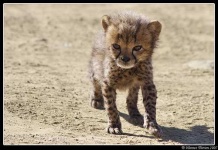 image of cheetah