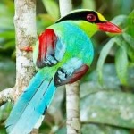 image of bird