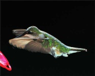 image of hummingbird