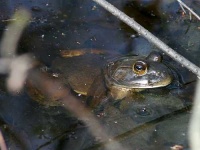 image of bullfrog