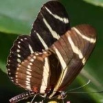 image of animal