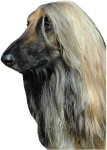 image of afghan_hound
