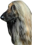 image of afghan_hound #13