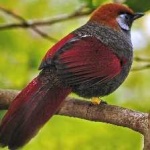 image of bird